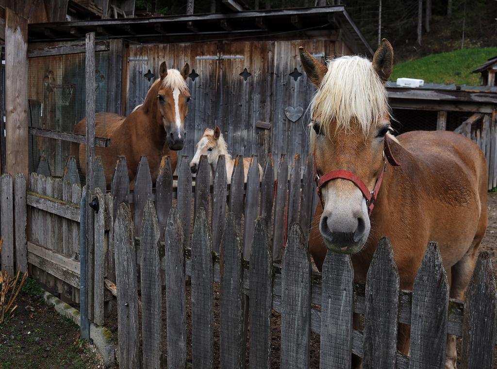 Haus Waldruhe Leilighet San Candido Eksteriør bilde